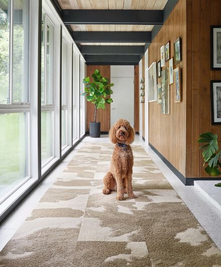 FLOR hallway runner in Mod Cow shown in Tan with brown Labradoodle, Cheerio, sitting politely